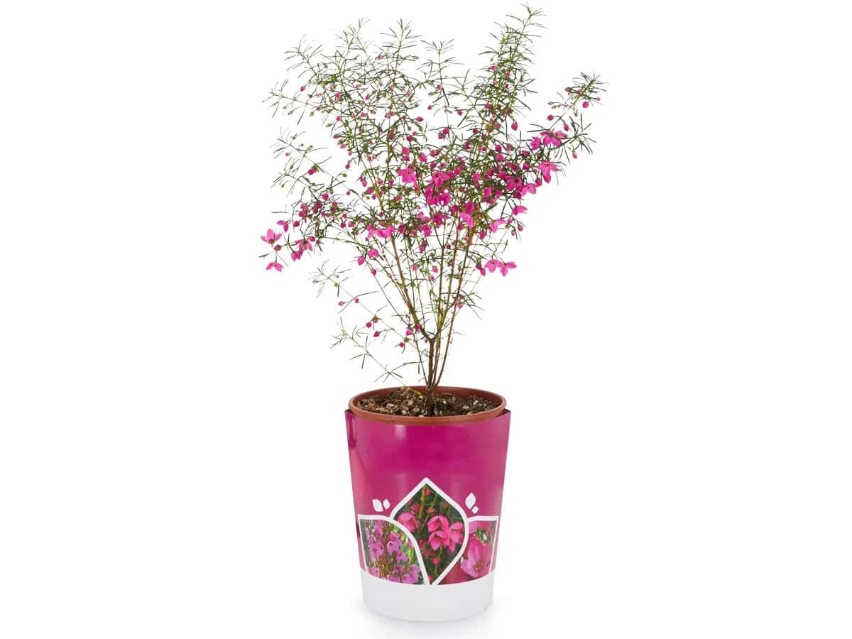 Potted plant background removal after