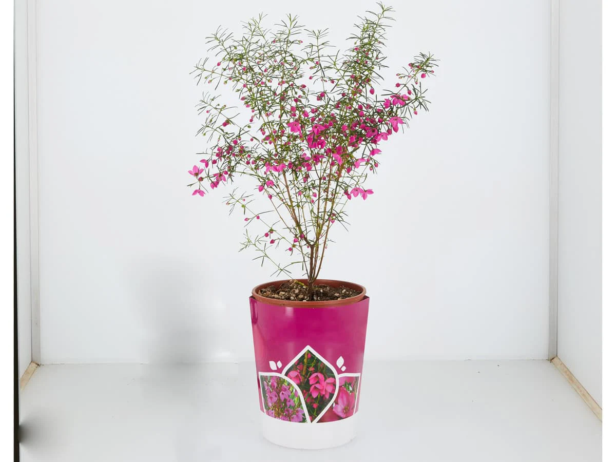 Potted plant background removal before